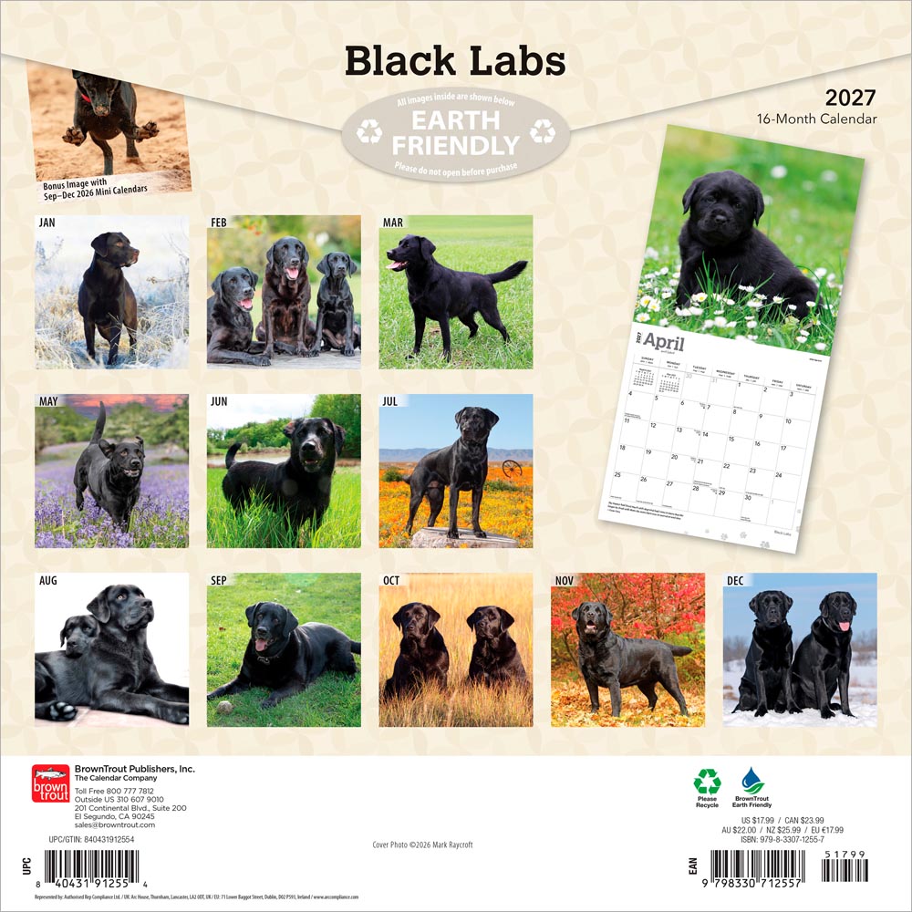 Black Labrador Retrievers | 2027 12 x 24 Inch (Hanging) Monthly Square Wall Calendar