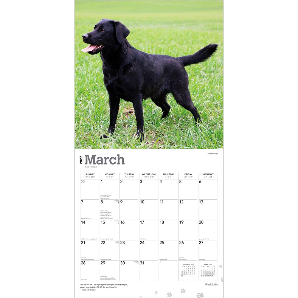 Black Labrador Retrievers | 2027 12 x 24 Inch (Hanging) Monthly Square Wall Calendar
