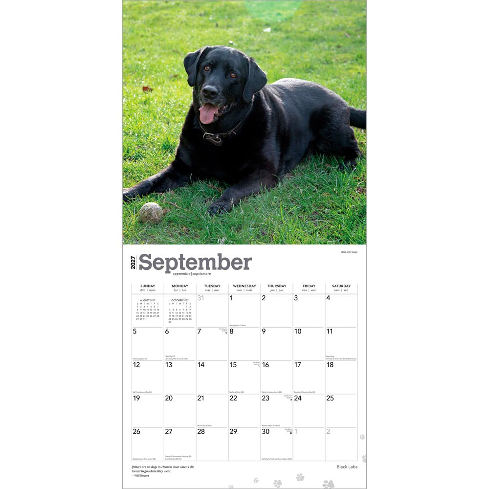 Black Labrador Retrievers | 2027 12 x 24 Inch (Hanging) Monthly Square Wall Calendar