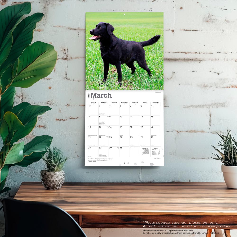 Black Labrador Retrievers | 2027 12 x 24 Inch (Hanging) Monthly Square Wall Calendar