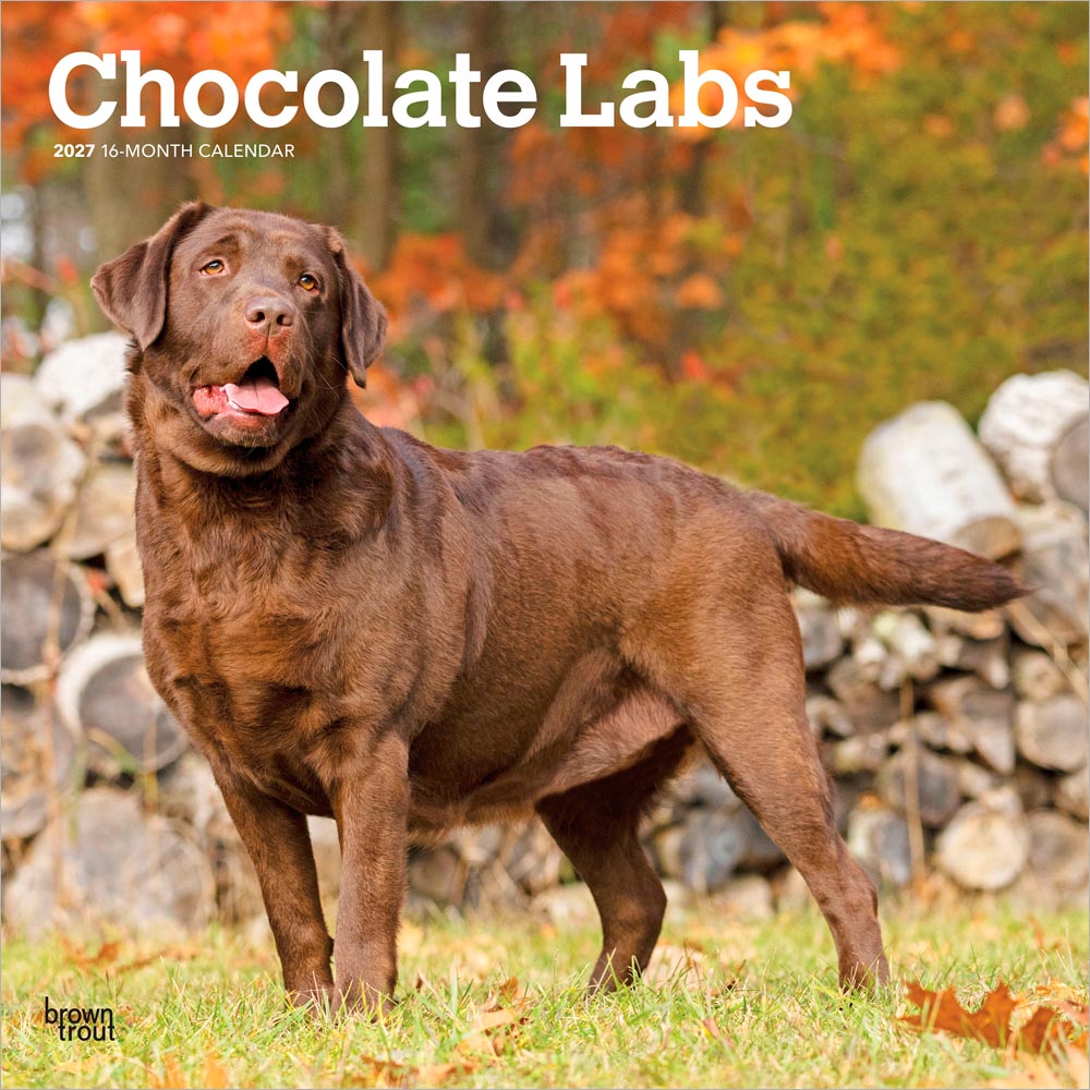Chocolate Labrador Retrievers | 2027 12 x 24 Inch (Hanging) Monthly Square Wall Calendar
