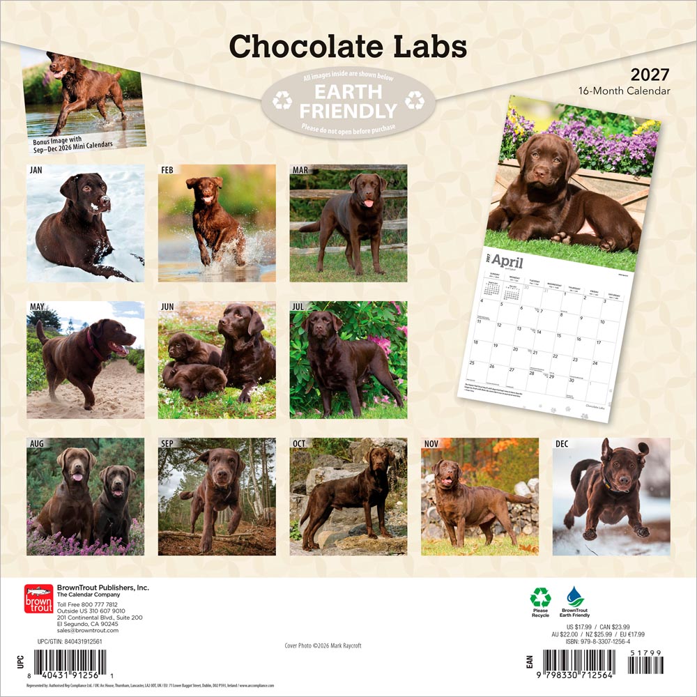 Chocolate Labrador Retrievers | 2027 12 x 24 Inch (Hanging) Monthly Square Wall Calendar