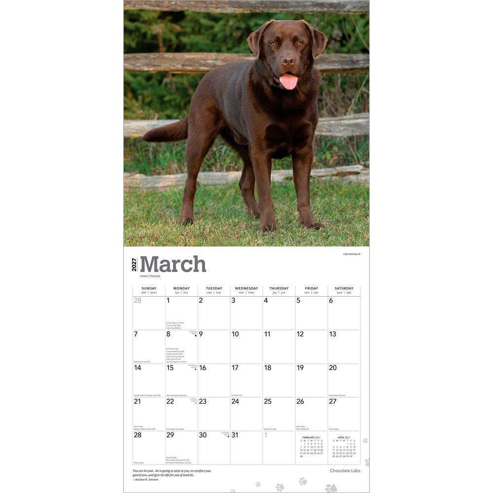 Chocolate Labrador Retrievers | 2027 12 x 24 Inch (Hanging) Monthly Square Wall Calendar