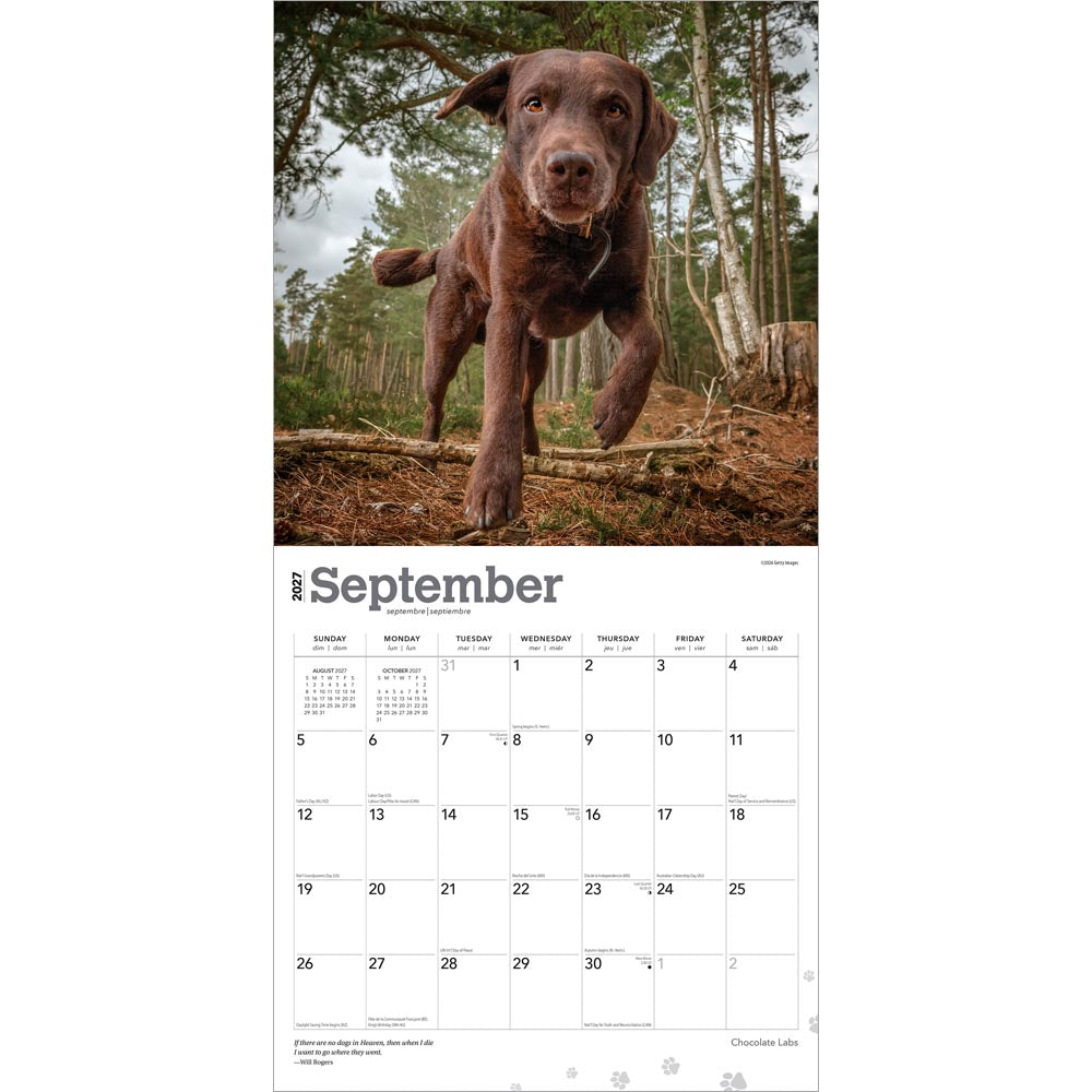 Chocolate Labrador Retrievers | 2027 12 x 24 Inch (Hanging) Monthly Square Wall Calendar