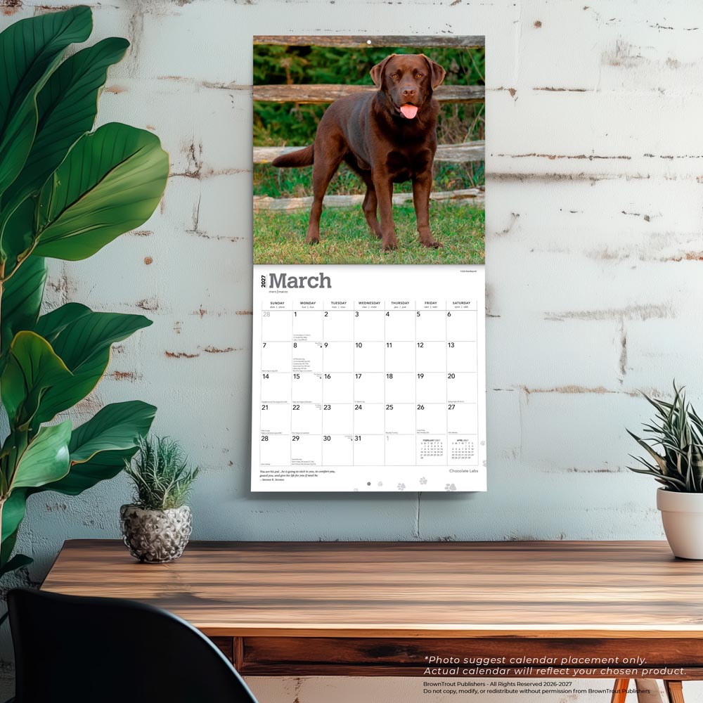 Chocolate Labrador Retrievers | 2027 12 x 24 Inch (Hanging) Monthly Square Wall Calendar