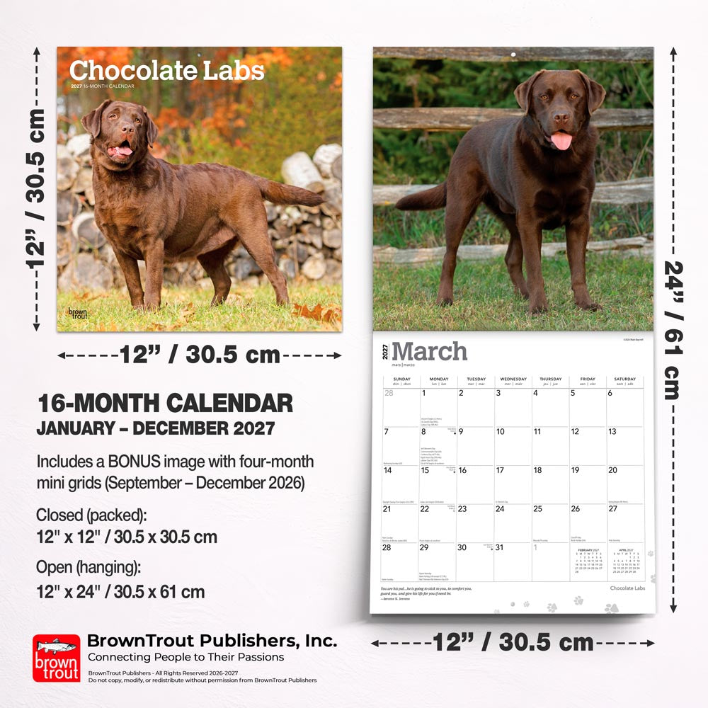 Chocolate Labrador Retrievers | 2027 12 x 24 Inch (Hanging) Monthly Square Wall Calendar