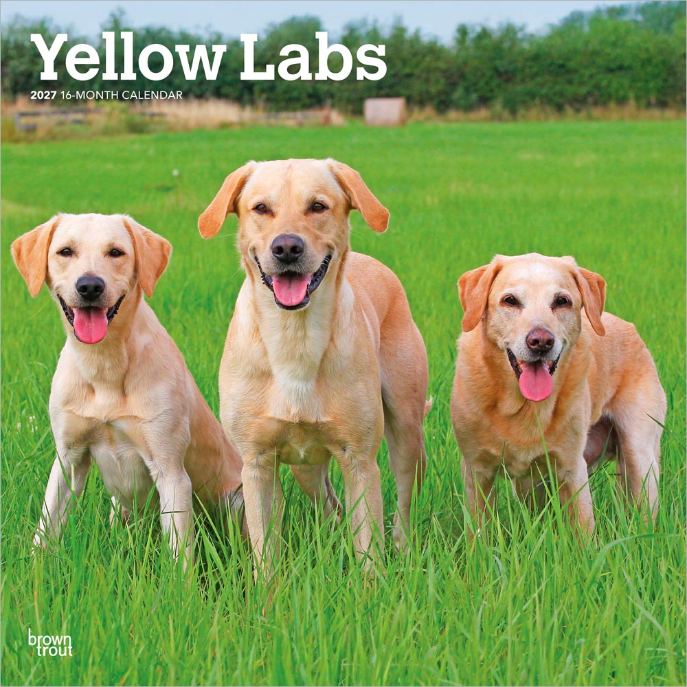 Yellow Labrador Retrievers | 2027 12 x 24 Inch (Hanging) Monthly Square Wall Calendar