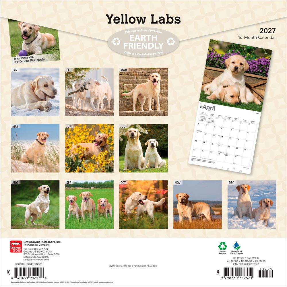 Yellow Labrador Retrievers | 2027 12 x 24 Inch (Hanging) Monthly Square Wall Calendar