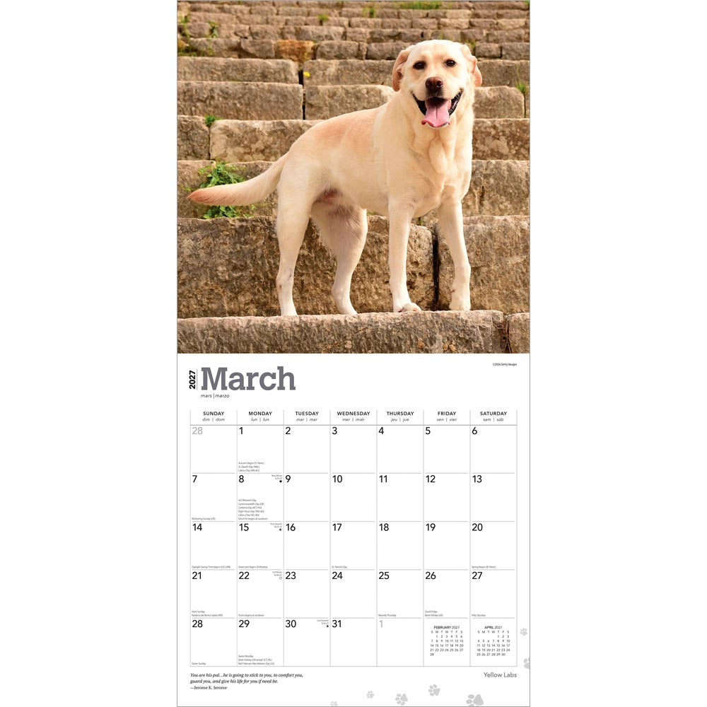 Yellow Labrador Retrievers | 2027 12 x 24 Inch (Hanging) Monthly Square Wall Calendar