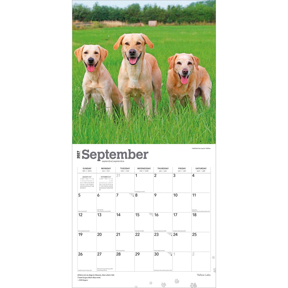 Yellow Labrador Retrievers | 2027 12 x 24 Inch (Hanging) Monthly Square Wall Calendar