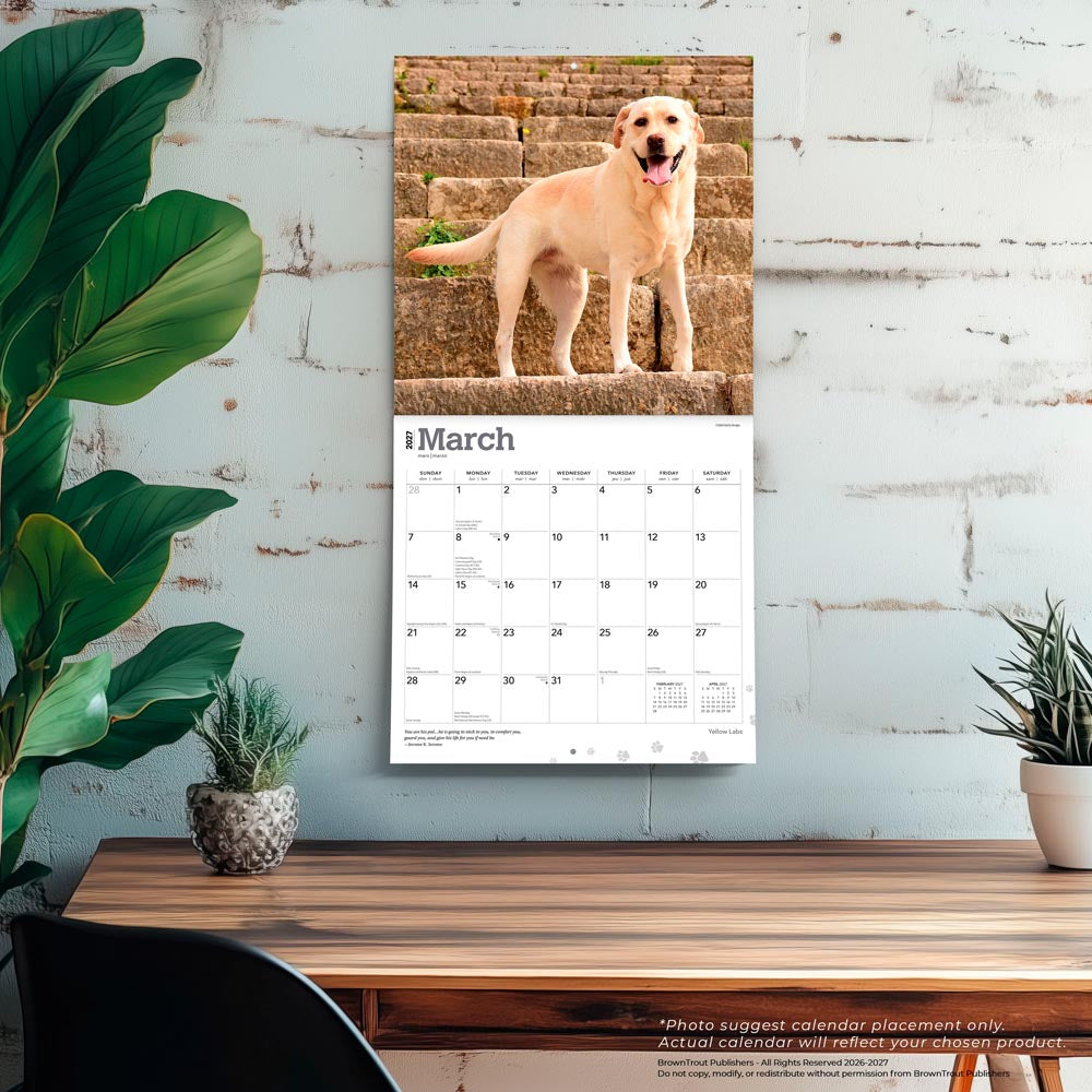 Yellow Labrador Retrievers | 2027 12 x 24 Inch (Hanging) Monthly Square Wall Calendar