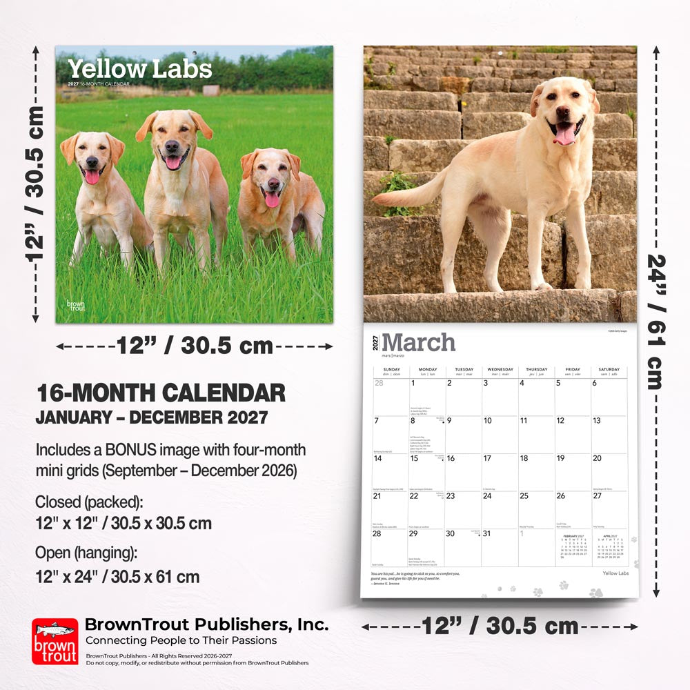 Yellow Labrador Retrievers | 2027 12 x 24 Inch (Hanging) Monthly Square Wall Calendar