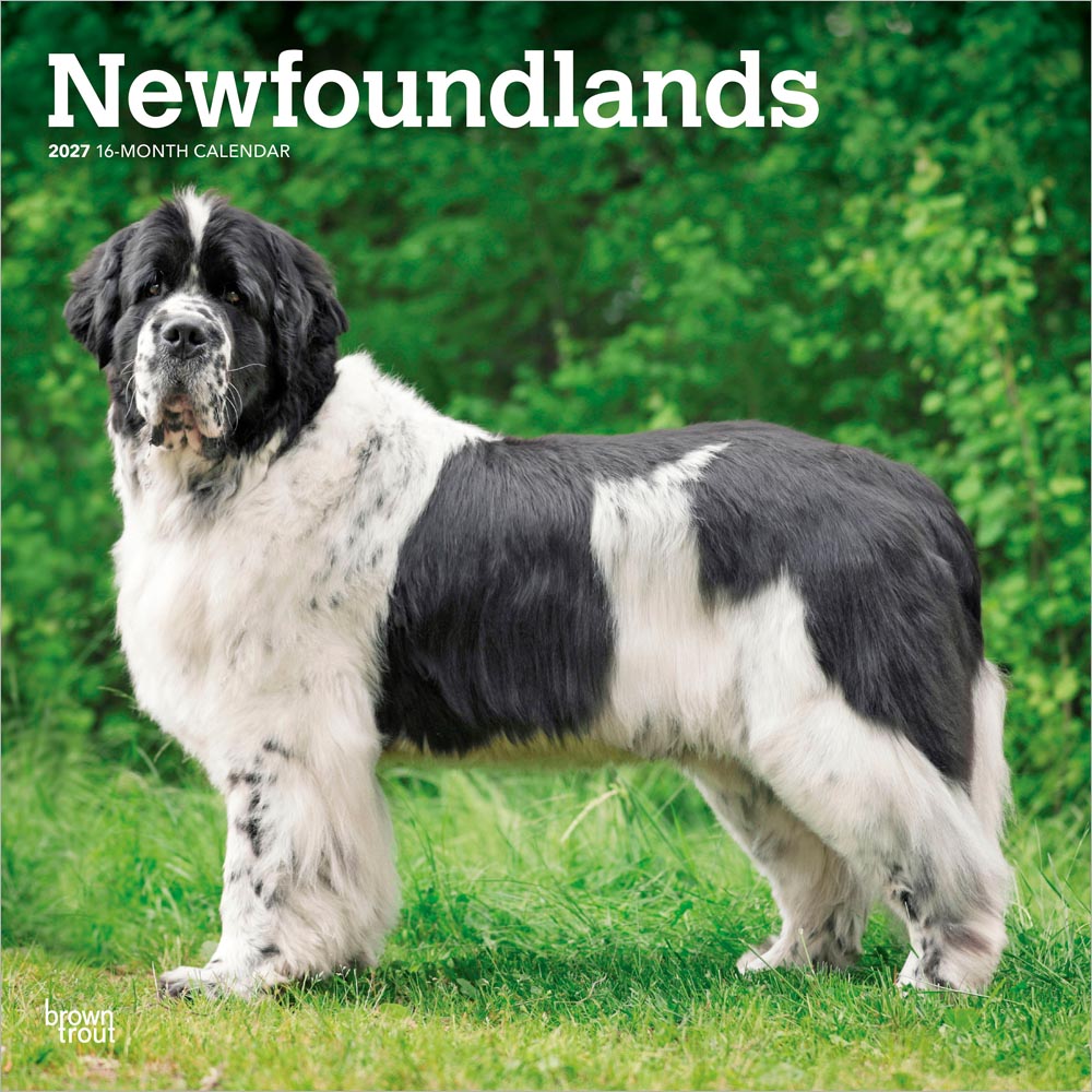 Newfoundlands | 2027 12 x 24 Inch (Hanging) Monthly Square Wall Calendar