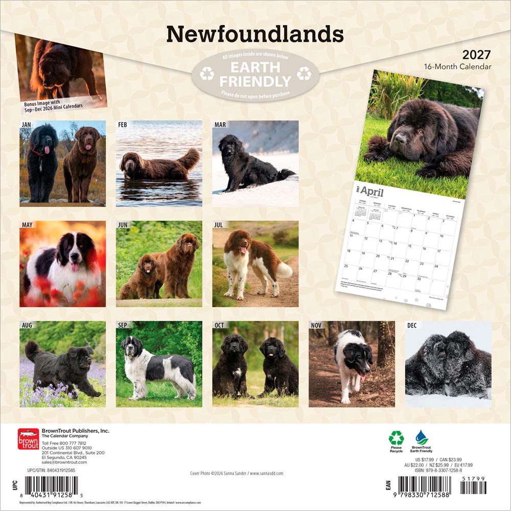 Newfoundlands | 2027 12 x 24 Inch (Hanging) Monthly Square Wall Calendar