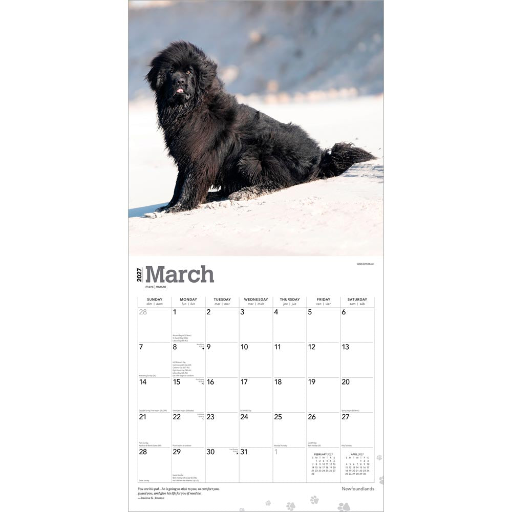 Newfoundlands | 2027 12 x 24 Inch (Hanging) Monthly Square Wall Calendar