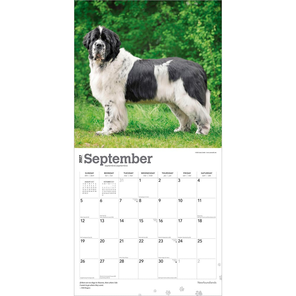 Newfoundlands | 2027 12 x 24 Inch (Hanging) Monthly Square Wall Calendar