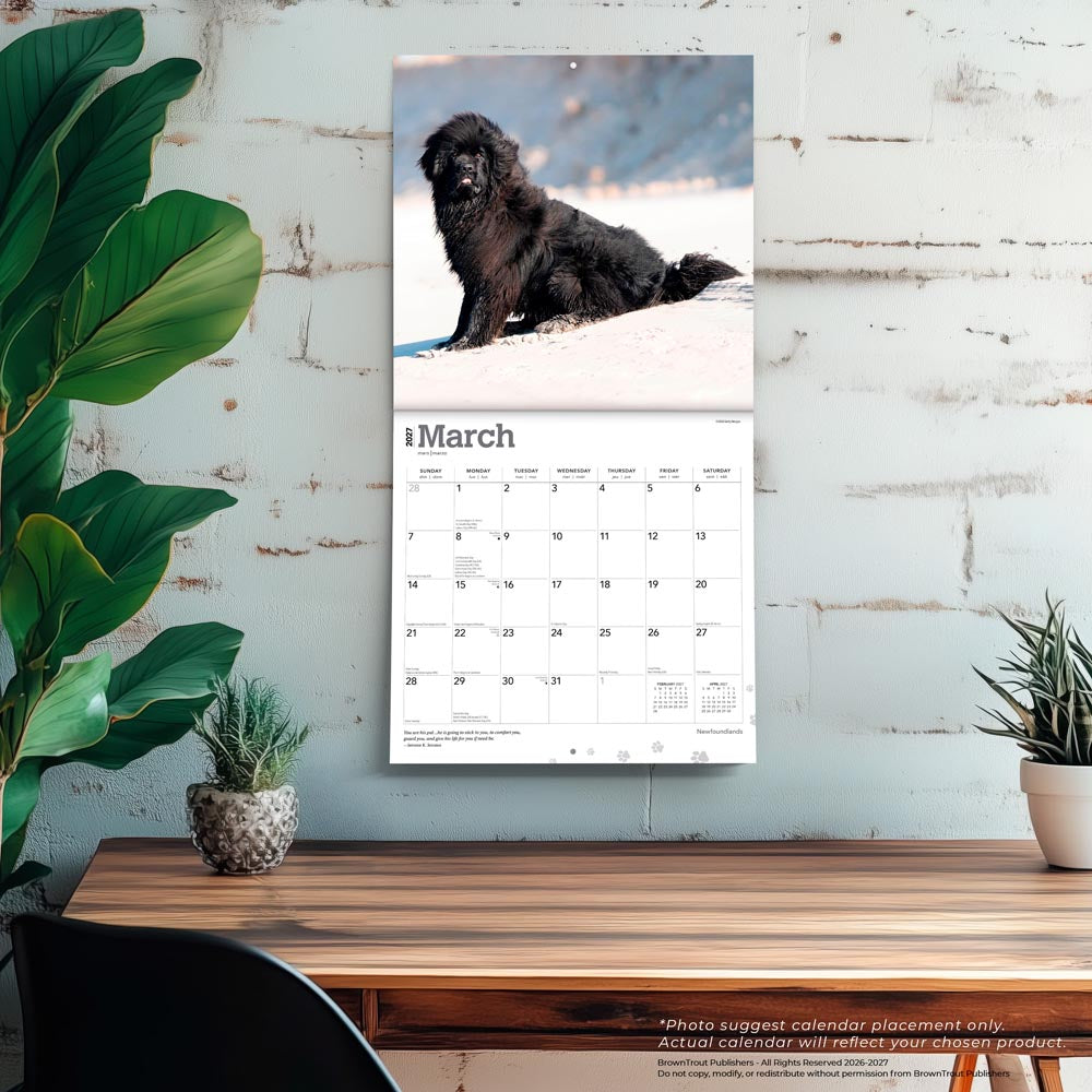 Newfoundlands | 2027 12 x 24 Inch (Hanging) Monthly Square Wall Calendar