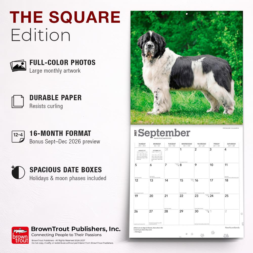 Newfoundlands | 2027 12 x 24 Inch (Hanging) Monthly Square Wall Calendar