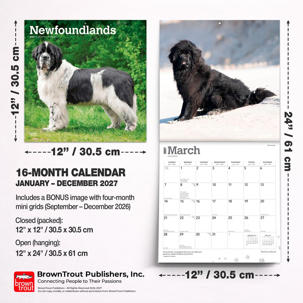 Newfoundlands | 2027 12 x 24 Inch (Hanging) Monthly Square Wall Calendar
