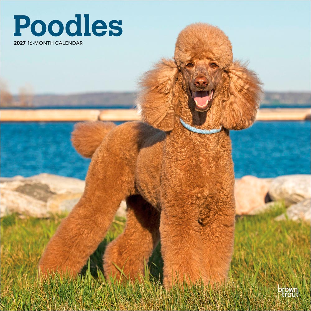 Poodles | 2027 12 x 24 Inch (Hanging) Monthly Square Wall Calendar
