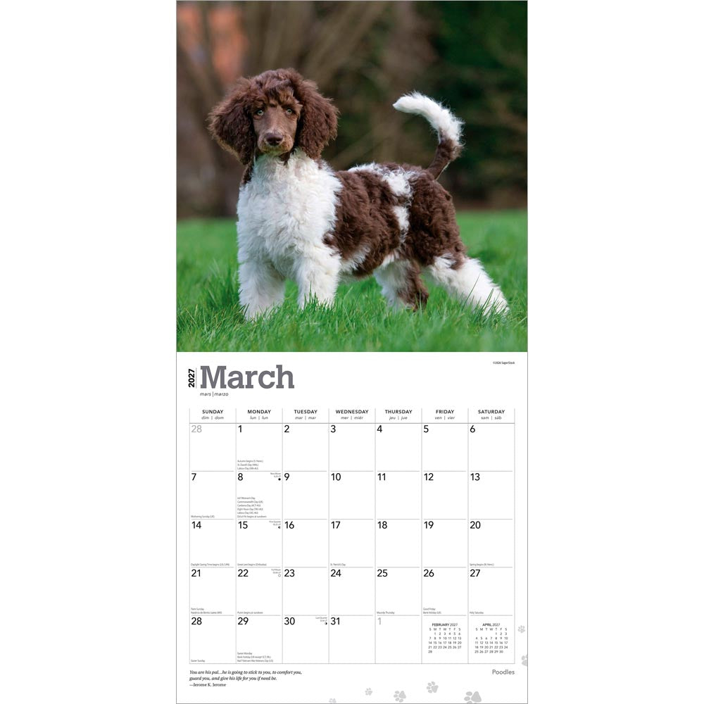 Poodles | 2027 12 x 24 Inch (Hanging) Monthly Square Wall Calendar