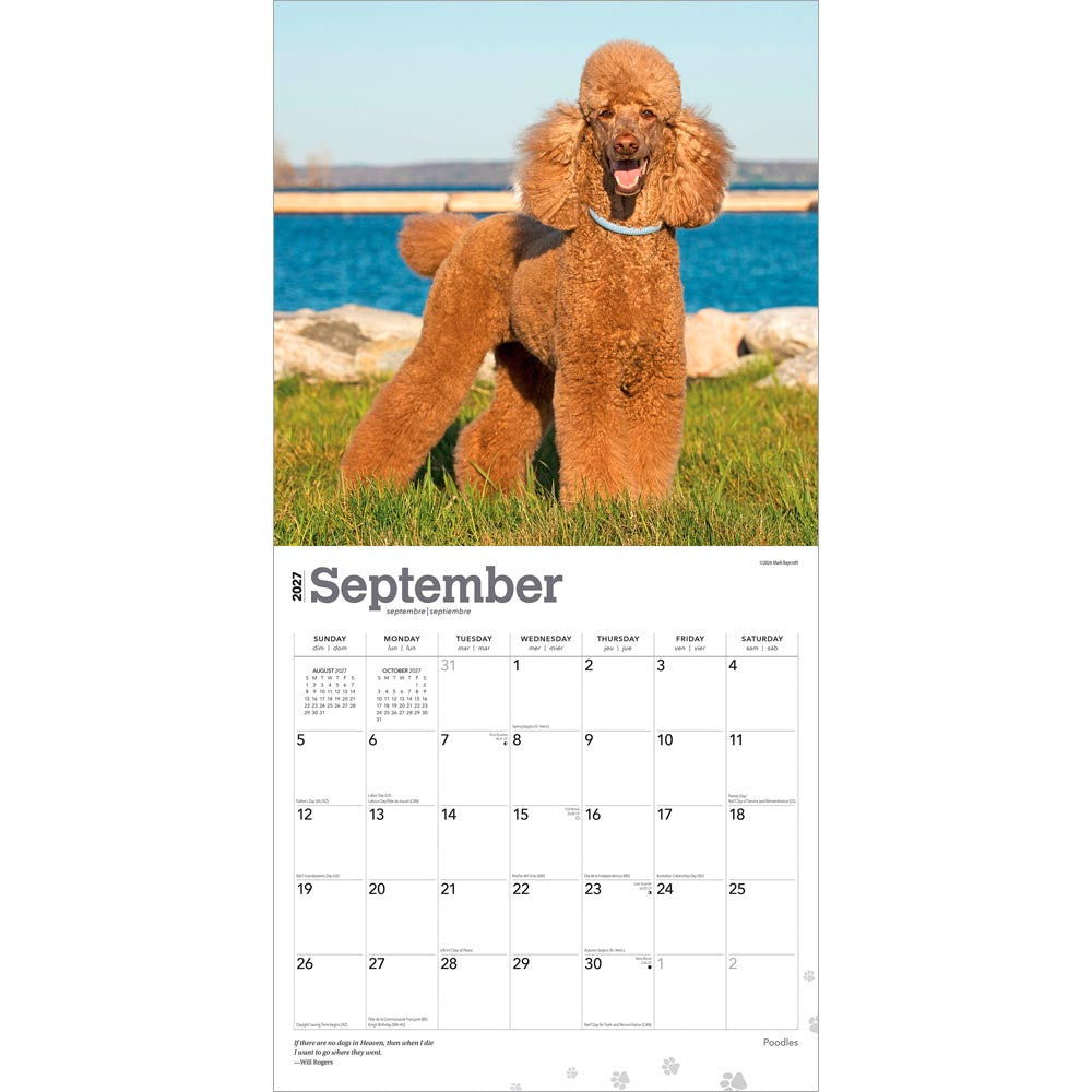 Poodles | 2027 12 x 24 Inch (Hanging) Monthly Square Wall Calendar