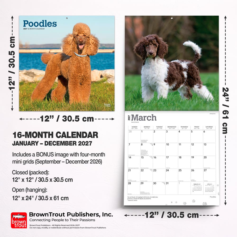 Poodles | 2027 12 x 24 Inch (Hanging) Monthly Square Wall Calendar