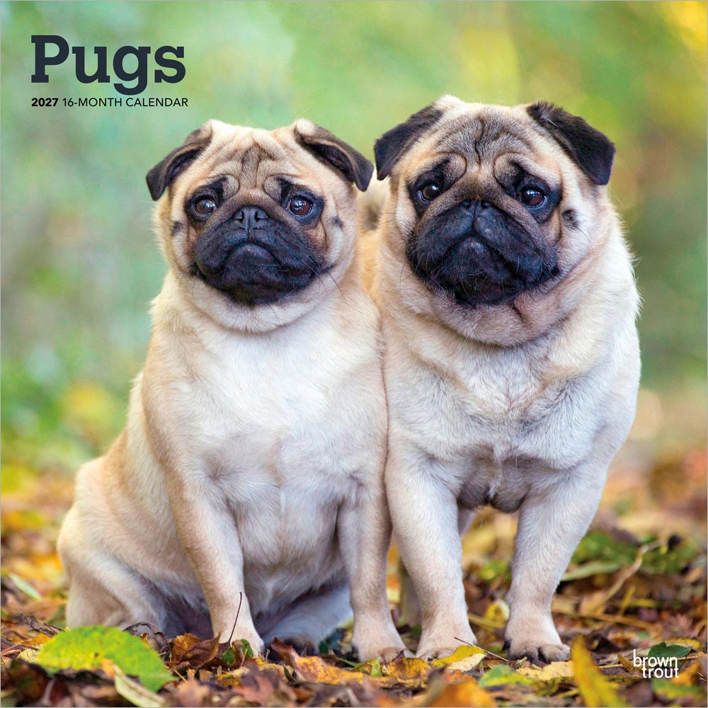 Pugs | 2027 12 x 24 Inch (Hanging) Monthly Square Wall Calendar