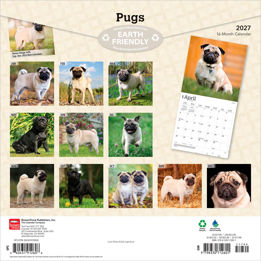 Pugs | 2027 12 x 24 Inch (Hanging) Monthly Square Wall Calendar