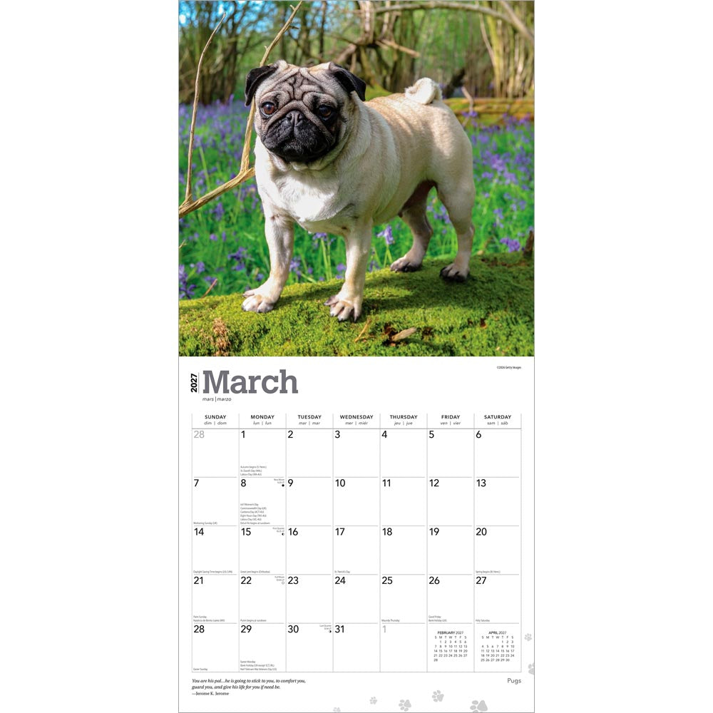 Pugs | 2027 12 x 24 Inch (Hanging) Monthly Square Wall Calendar