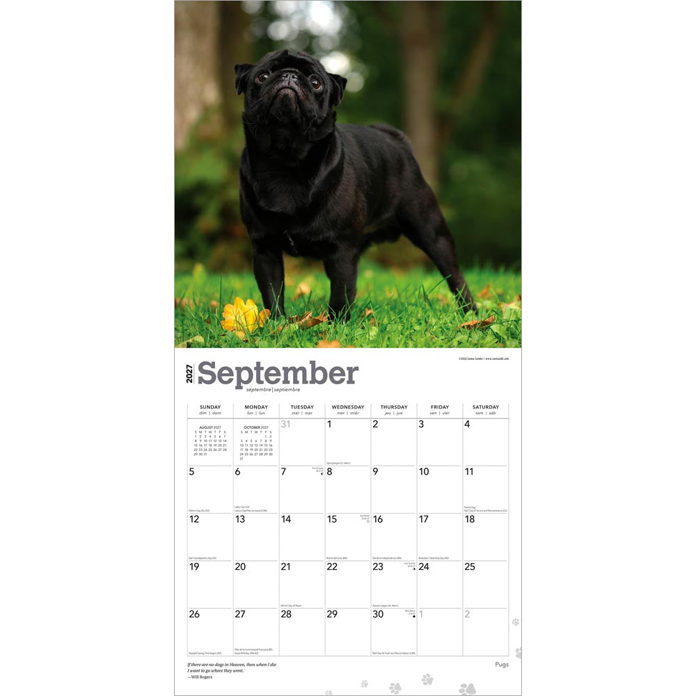 Pugs | 2027 12 x 24 Inch (Hanging) Monthly Square Wall Calendar