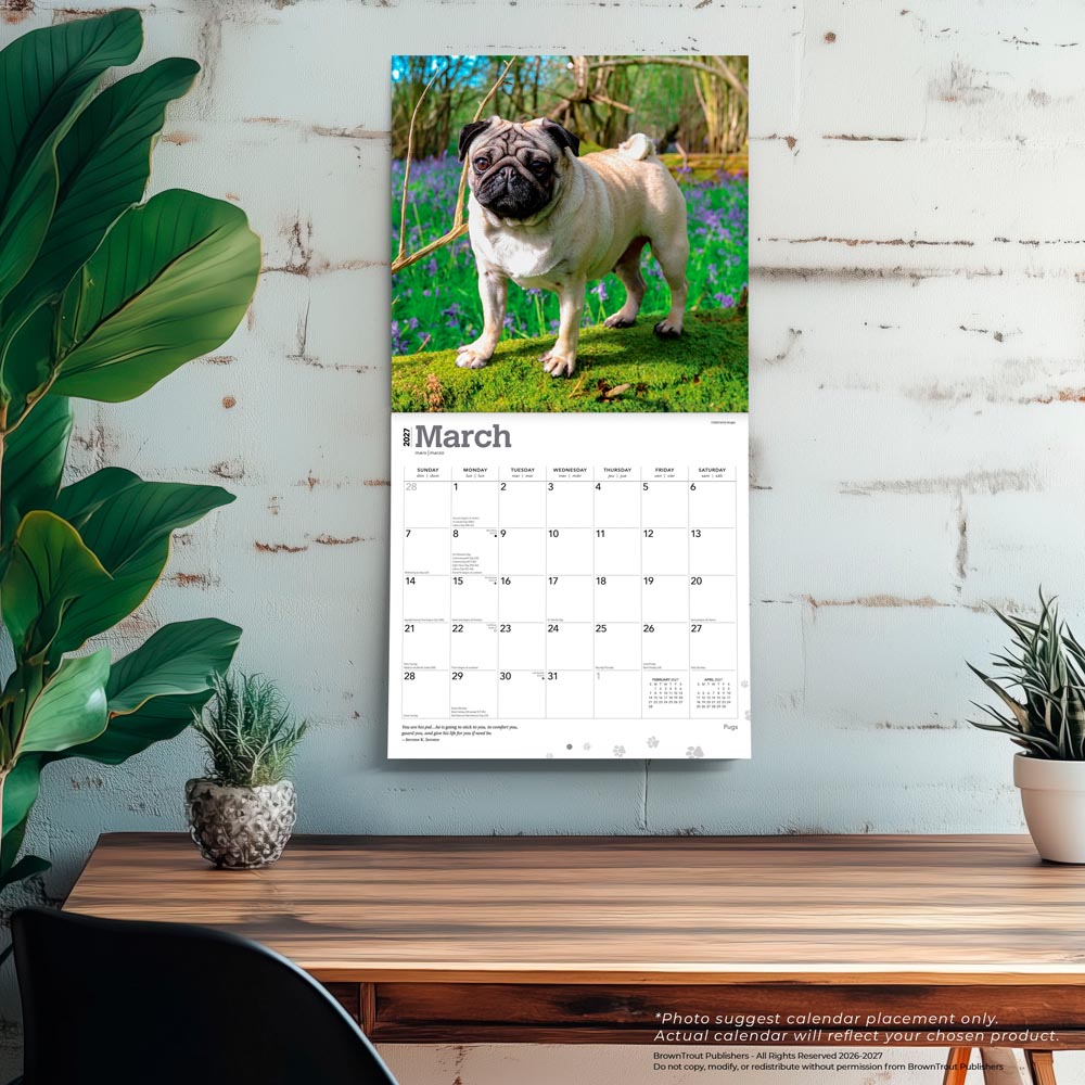 Pugs | 2027 12 x 24 Inch (Hanging) Monthly Square Wall Calendar