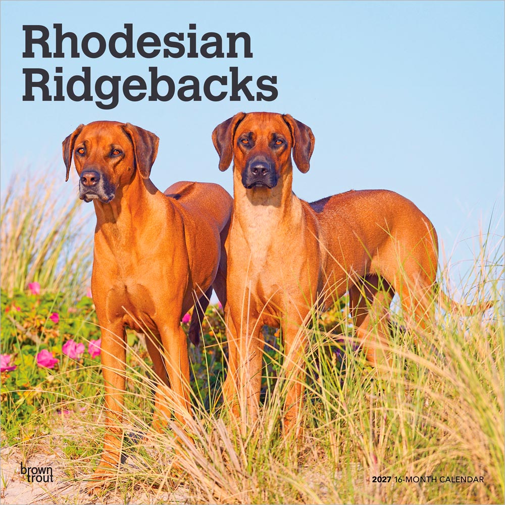 Rhodesian Ridgebacks | 2027 12 x 24 Inch (Hanging) Monthly Square Wall Calendar