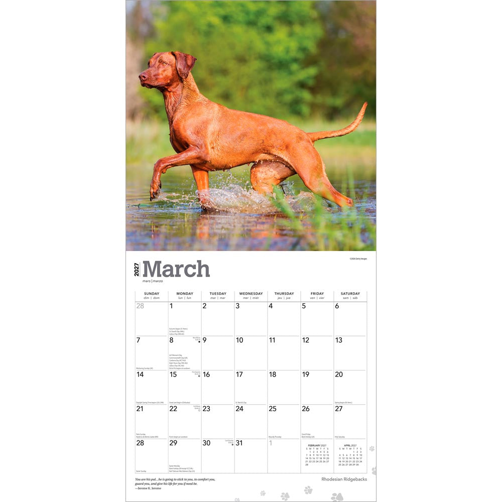 Rhodesian Ridgebacks | 2027 12 x 24 Inch (Hanging) Monthly Square Wall Calendar