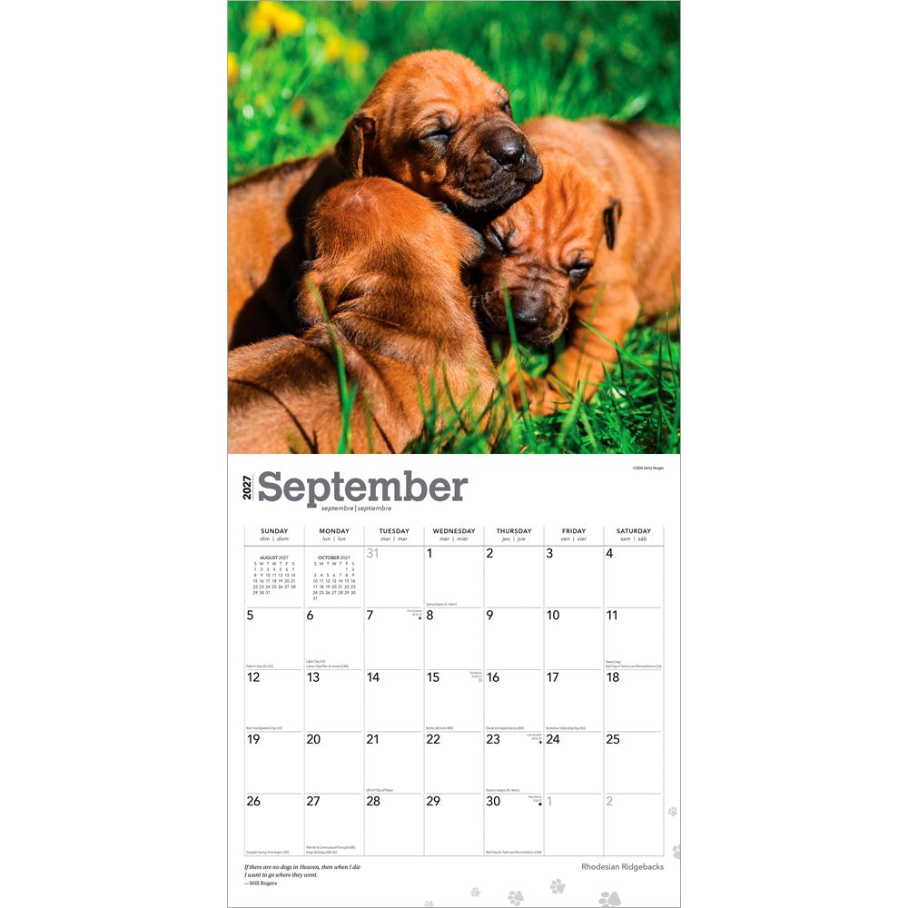 Rhodesian Ridgebacks | 2027 12 x 24 Inch (Hanging) Monthly Square Wall Calendar