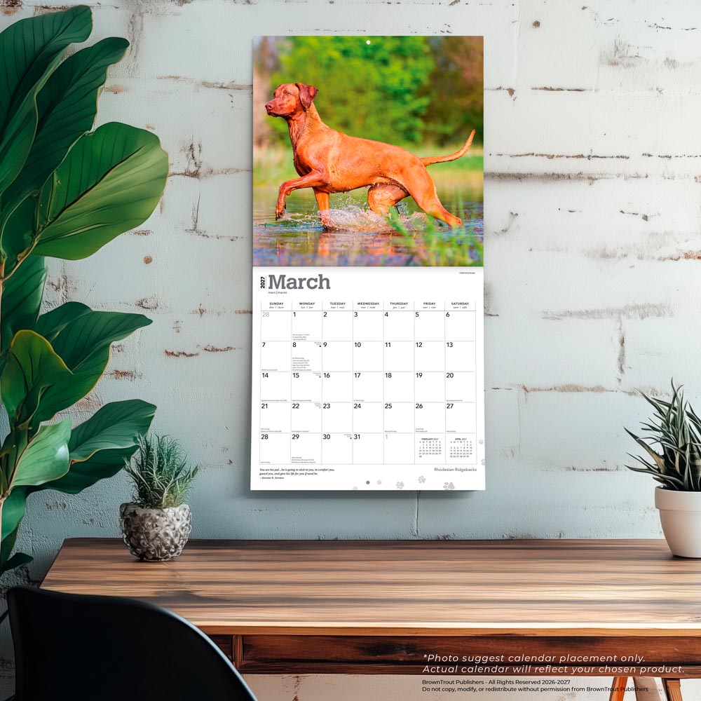 Rhodesian Ridgebacks | 2027 12 x 24 Inch (Hanging) Monthly Square Wall Calendar