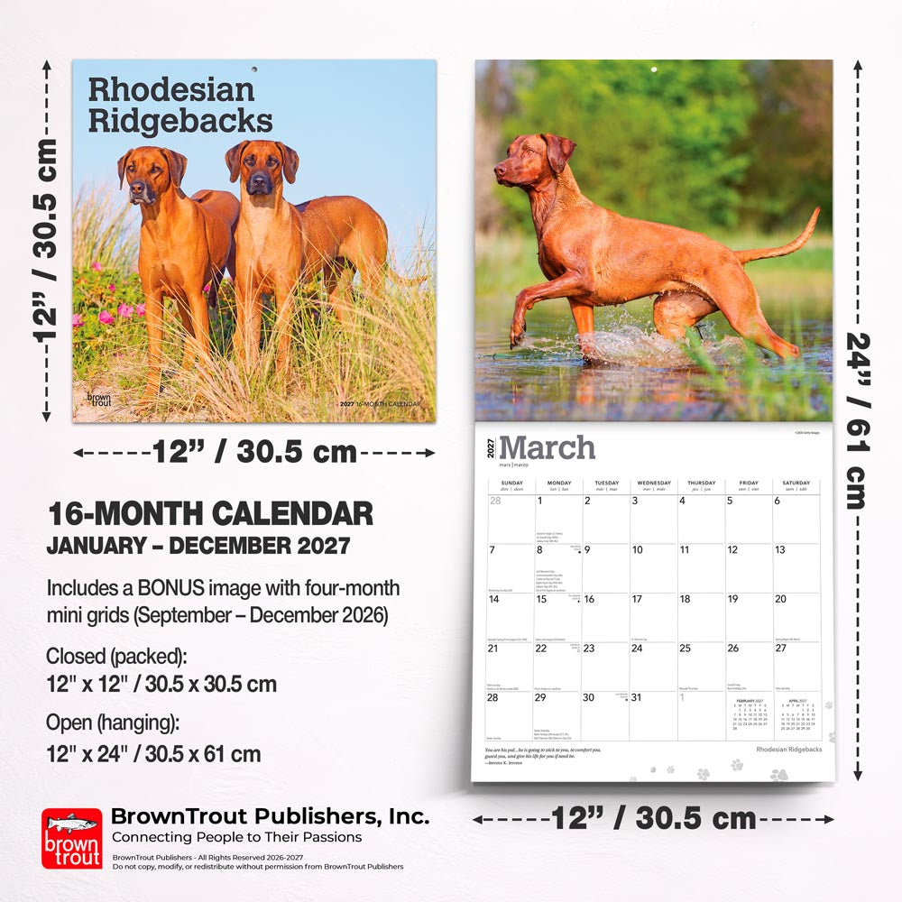 Rhodesian Ridgebacks | 2027 12 x 24 Inch (Hanging) Monthly Square Wall Calendar
