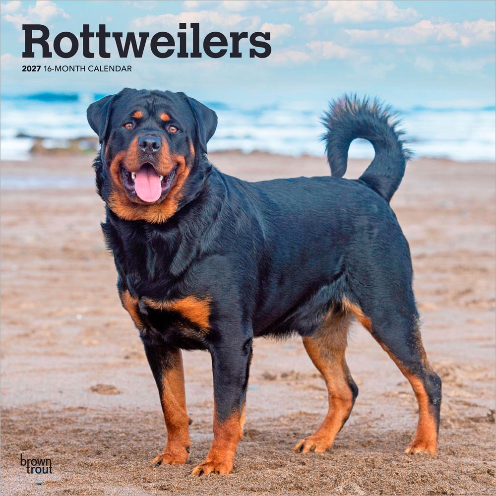 Rottweilers | 2027 12 x 24 Inch (Hanging) Monthly Square Wall Calendar