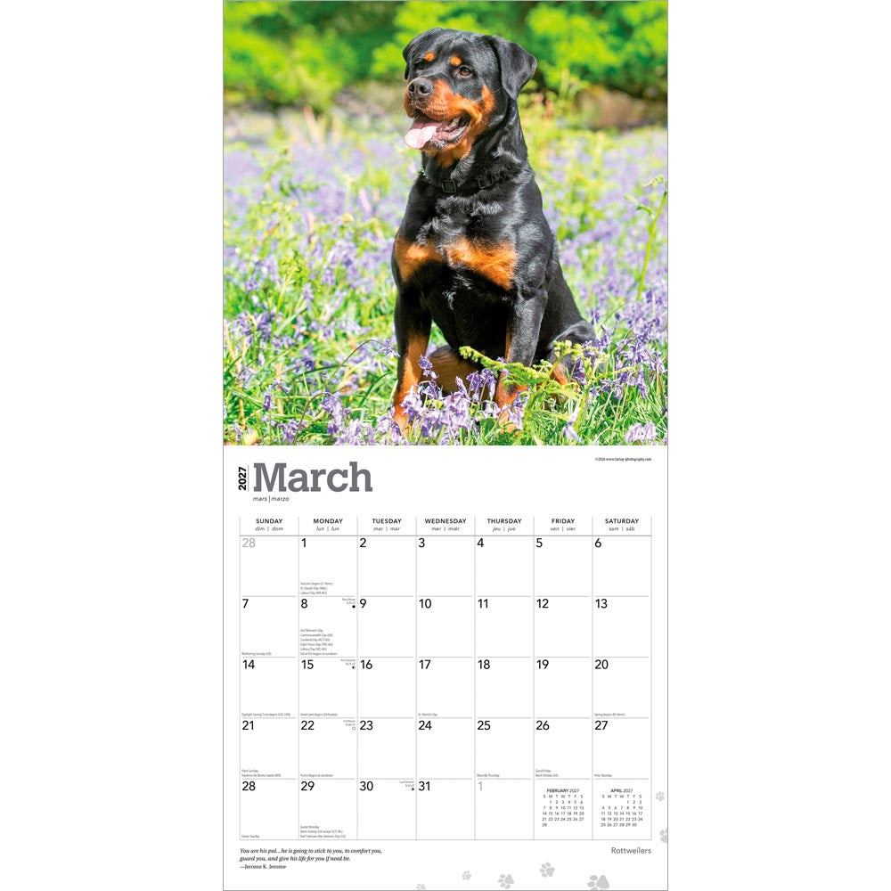 Rottweilers | 2027 12 x 24 Inch (Hanging) Monthly Square Wall Calendar