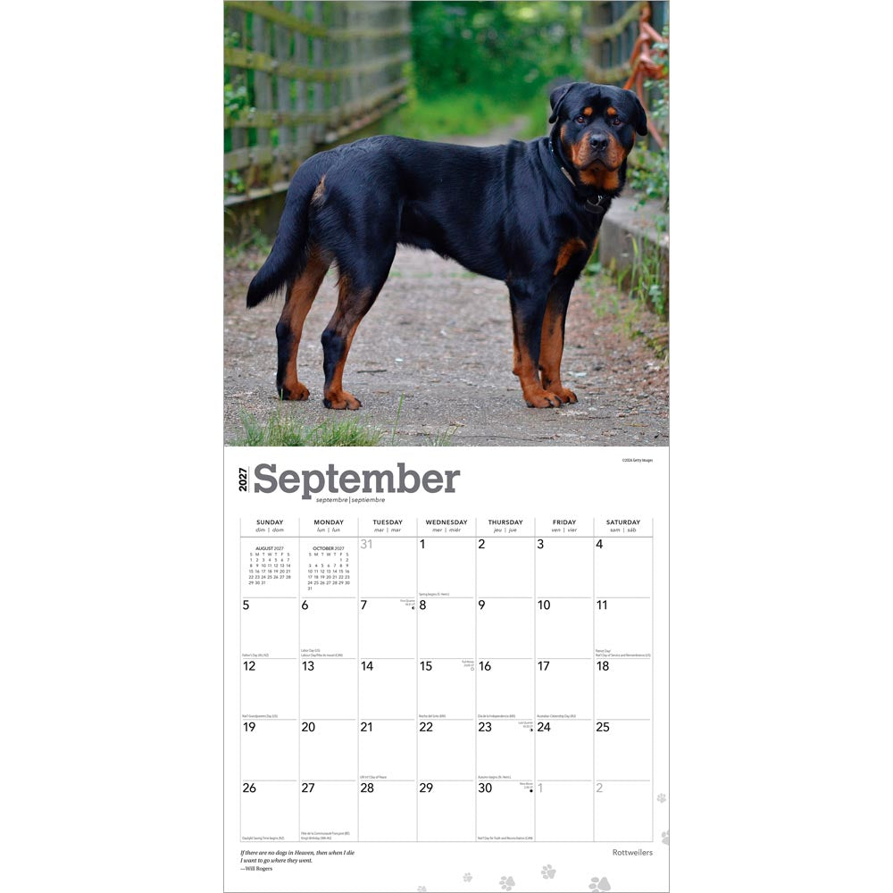 Rottweilers | 2027 12 x 24 Inch (Hanging) Monthly Square Wall Calendar
