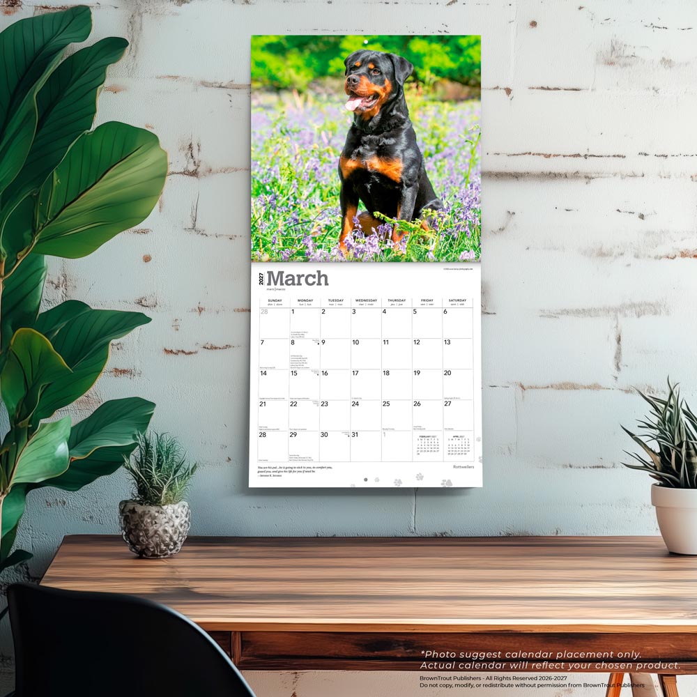 Rottweilers | 2027 12 x 24 Inch (Hanging) Monthly Square Wall Calendar