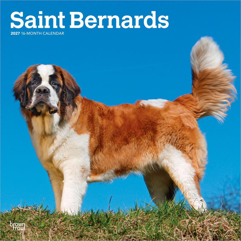 Saint Bernards | 2027 12 x 24 Inch (Hanging) Monthly Square Wall Calendar