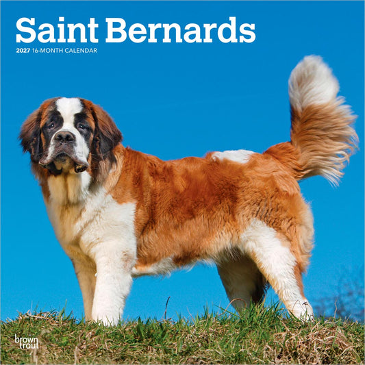 Saint Bernards | 2027 12 x 24 Inch (Hanging) Monthly Square Wall Calendar