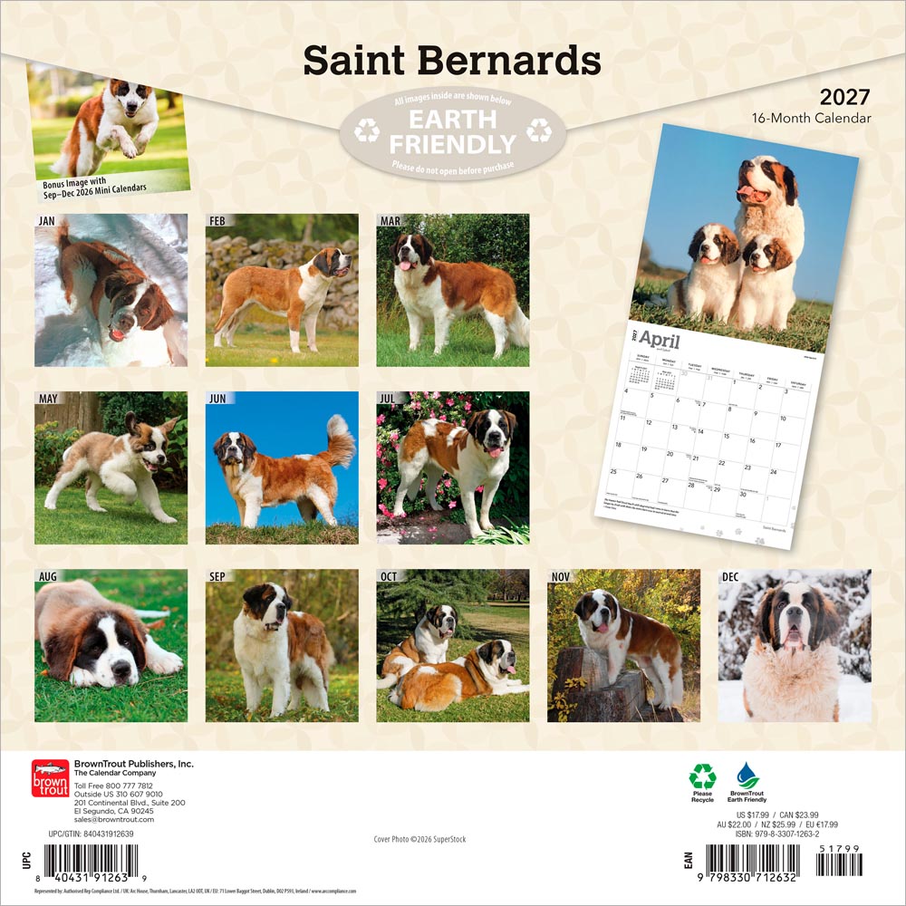 Saint Bernards | 2027 12 x 24 Inch (Hanging) Monthly Square Wall Calendar