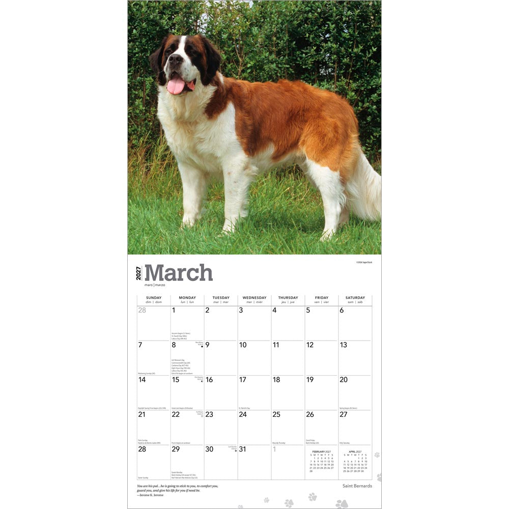 Saint Bernards | 2027 12 x 24 Inch (Hanging) Monthly Square Wall Calendar