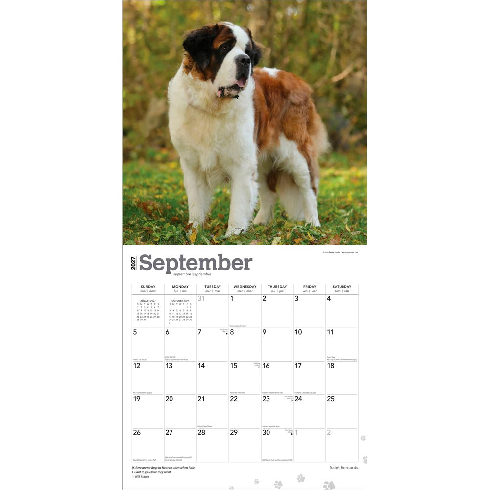 Saint Bernards | 2027 12 x 24 Inch (Hanging) Monthly Square Wall Calendar