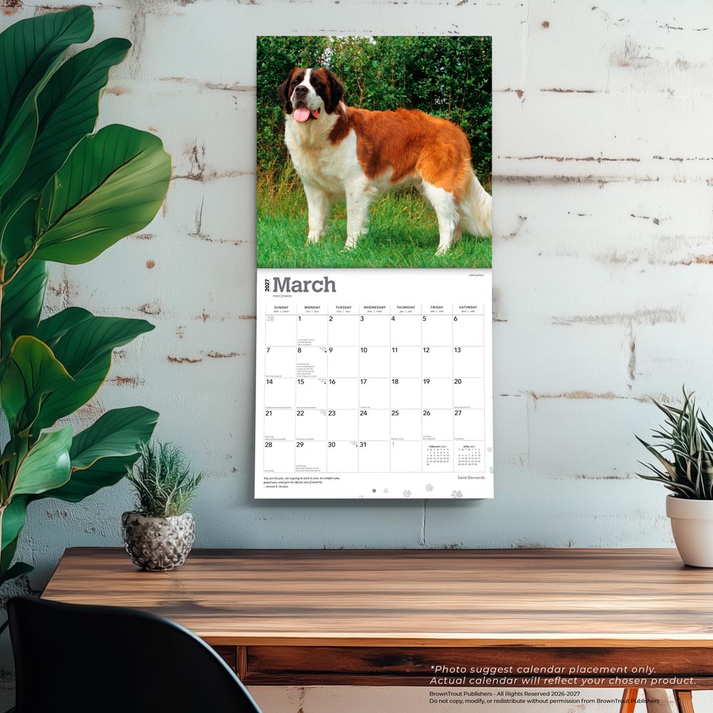 Saint Bernards | 2027 12 x 24 Inch (Hanging) Monthly Square Wall Calendar