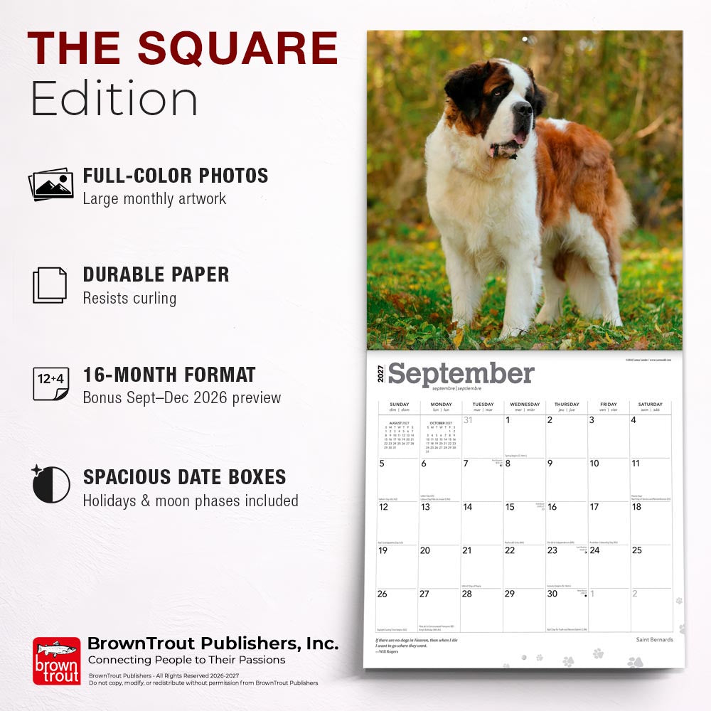 Saint Bernards | 2027 12 x 24 Inch (Hanging) Monthly Square Wall Calendar