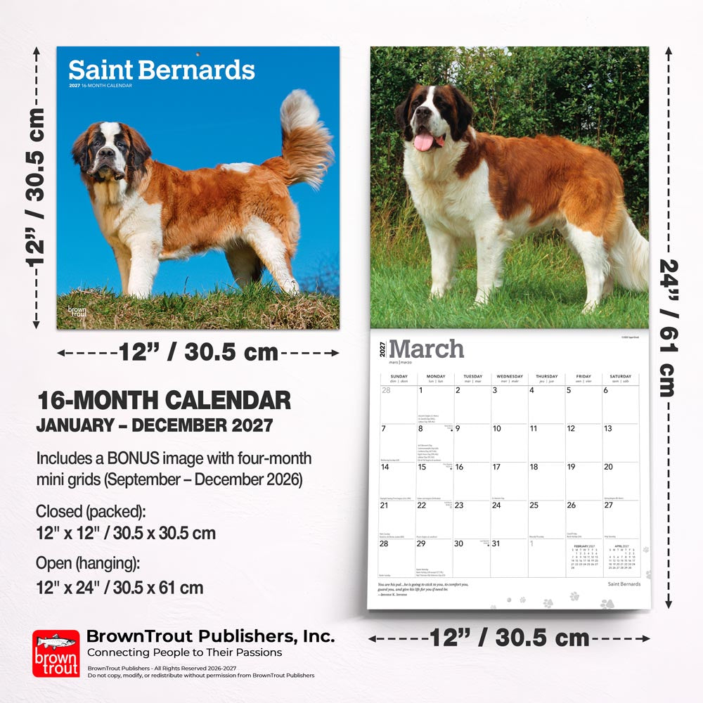 Saint Bernards | 2027 12 x 24 Inch (Hanging) Monthly Square Wall Calendar