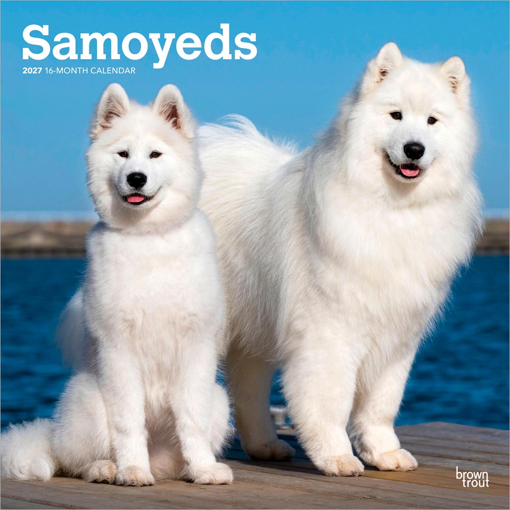 Samoyeds | 2027 12 x 24 Inch (Hanging) Monthly Square Wall Calendar
